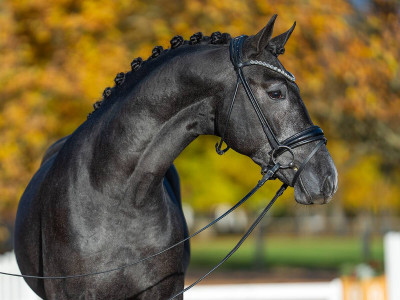 Hickstead Blue/Cassiano — Mare · 2y