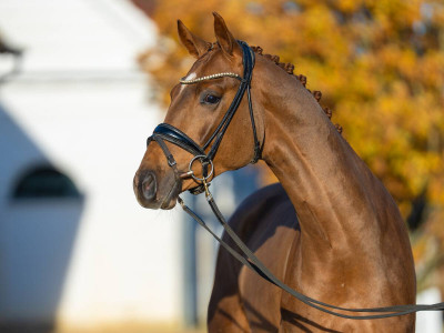 Fynch Hatton/Ampere (NLD) — Mare · 2y