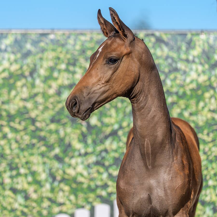 4 image