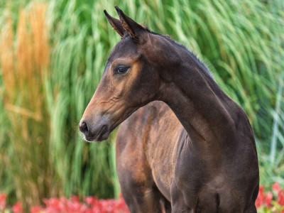 Valterri — Kwpn · Colt · 1y