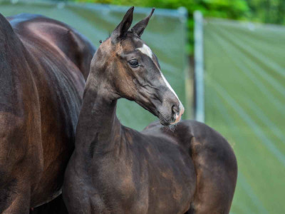 Valeriaan — Kwpn · Filly · 1y