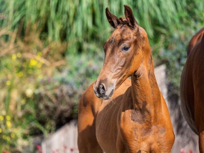 Vandenberg VDA — Kwpn · Colt · 1y