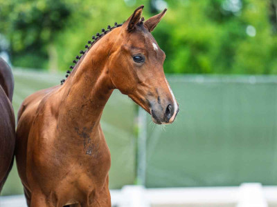 Victor-Vlam — Kwpn · Colt · 1y
