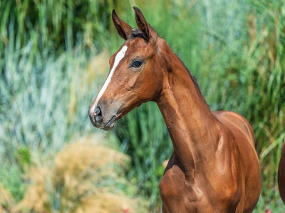 Veratine — Kwpn · Filly · 1y