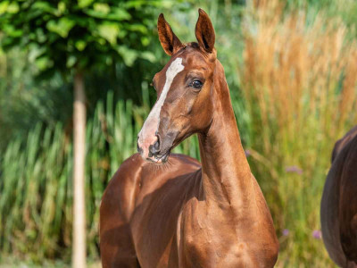 Virgil blue — Kwpn · Colt · 1y