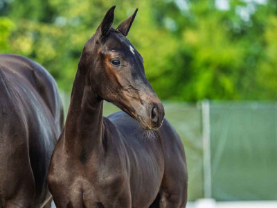 Vienna d'Ottie — Kwpn · Filly · 1y