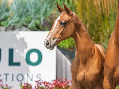 Valine Blue van het Poeleind — Kwpn · Filly · 1y