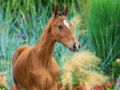 Castellan van M&K Z — Zangersheide · Colt · 1y