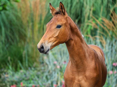 Vaya Con Landra — Kwpn · Filly · 1y
