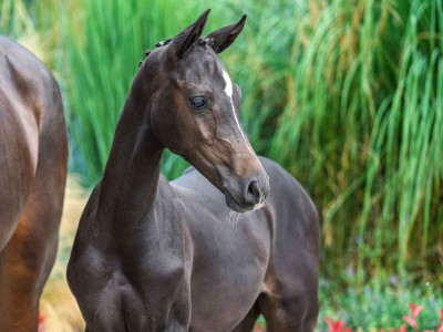 Vinicius MP — Kwpn · Colt · 1y