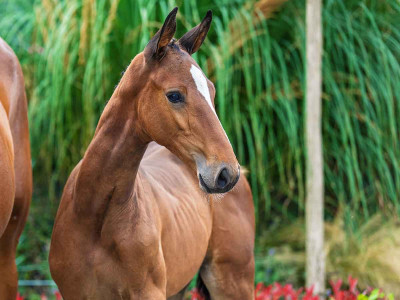 Volta — Kwpn · Filly · 1y