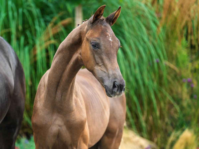 Valdemar van de Watermolen — Kwpn · Colt · 1y