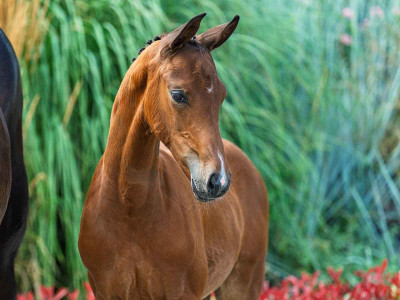 Very Special E — Kwpn · Colt · 1y