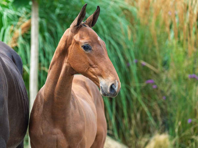 Magnitude van M&K Z — Zangersheide · Colt · 1y