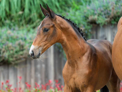 Annemiek MBZ — Zangersheide · Filly · 1y