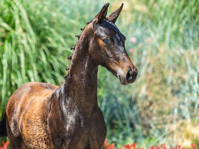 Von Courage TS — Kwpn · Colt · 1y