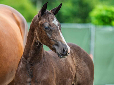 Velvet G — Kwpn · Colt · 1y