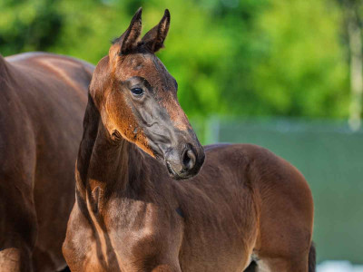 Vito EPJ — Kwpn · Colt · 1y