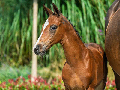 Elmiro MBZ — Zangersheide · Colt · 1y
