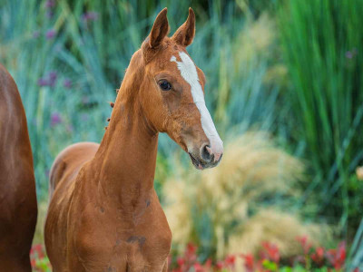 Vaileydette S — Kwpn · Filly · 1y