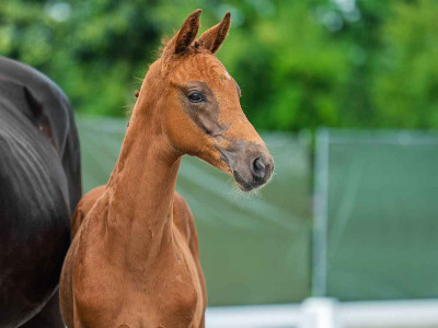 Vincent RK — Kwpn · Colt · 1y