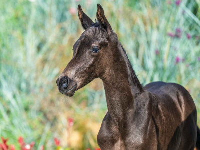Varai E — Kwpn · Filly · 0y