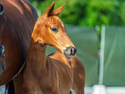 Varina des Vallees — Kwpn · Filly · 1y