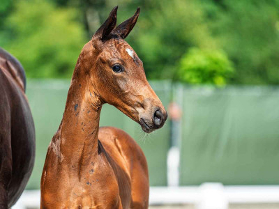 Vedder — Kwpn · Colt · 1y