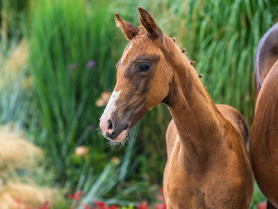 Vieta Vegas S — Kwpn · Filly · 1y