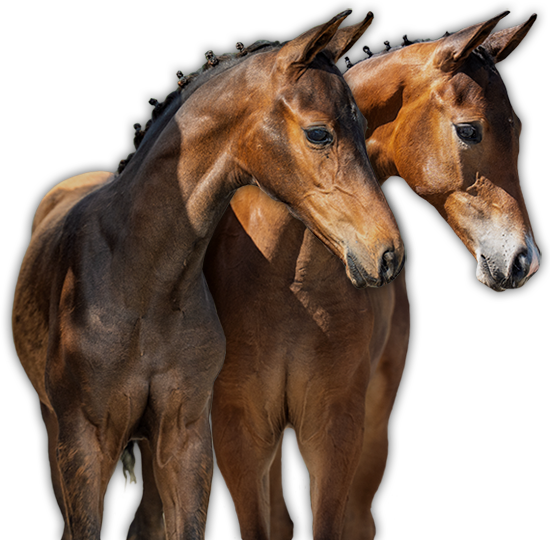 HORSE24