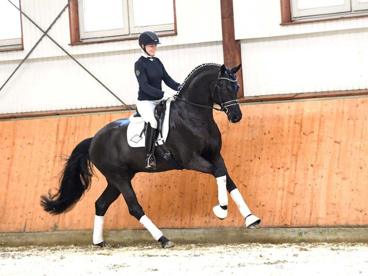 Finest by Fürstenball  Wie Weltmeyer | HORSE24