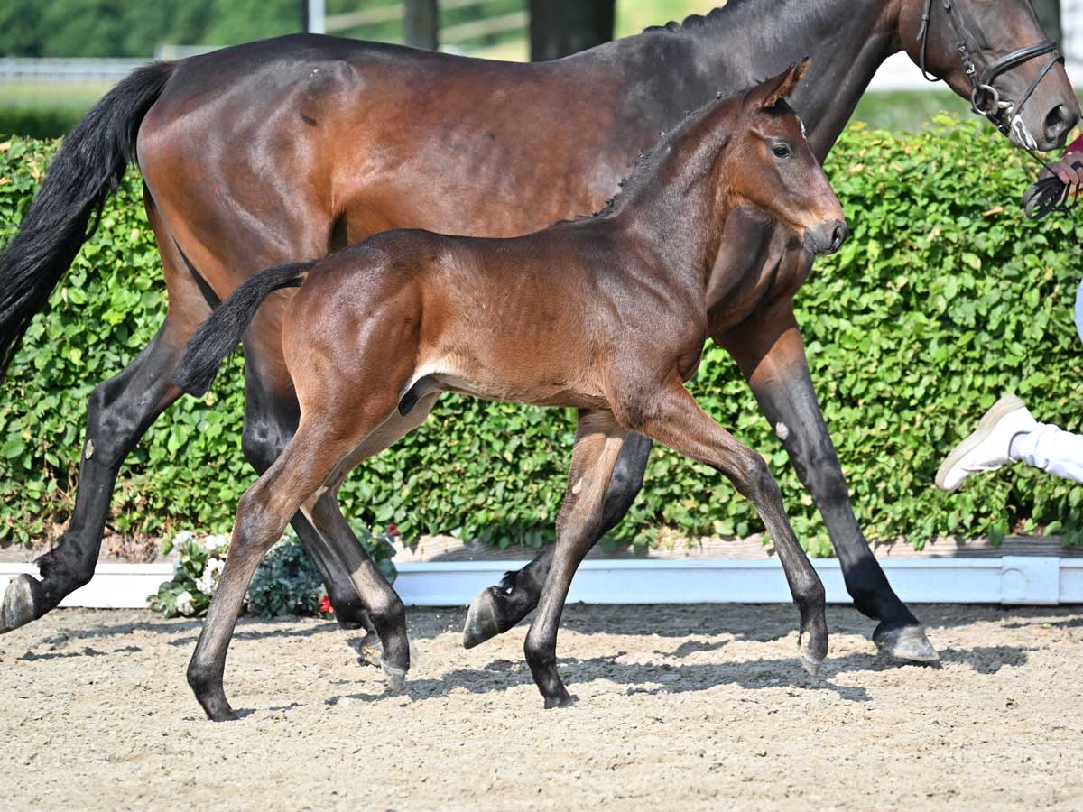 Aiken by Asagao xx / Bentley van de Heffinck DSP ONLINEAUKTIONEN