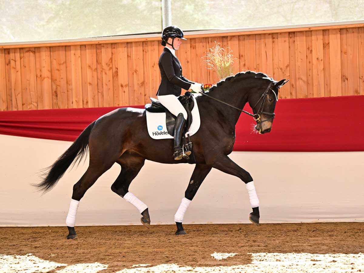 Spring Delights Riding Horse Auction 2024 HORSE24