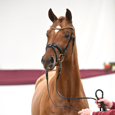 Von allen Ehren — Mare · 3y