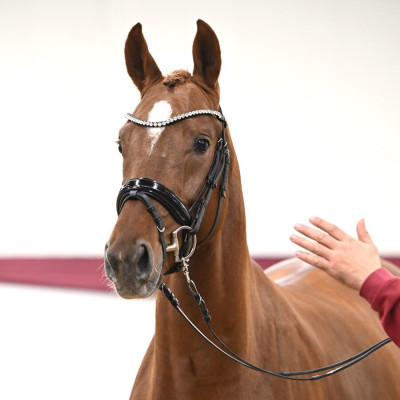 Donchester — Mare · 2y