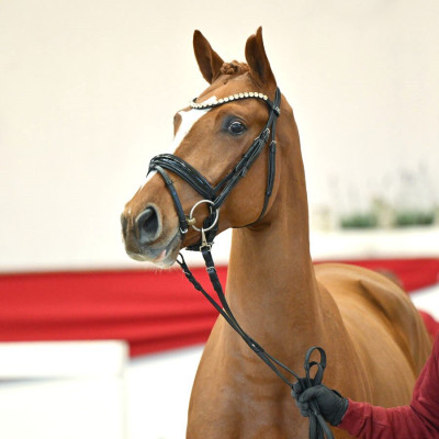 Darry Lou / Casall — Mare · 2y