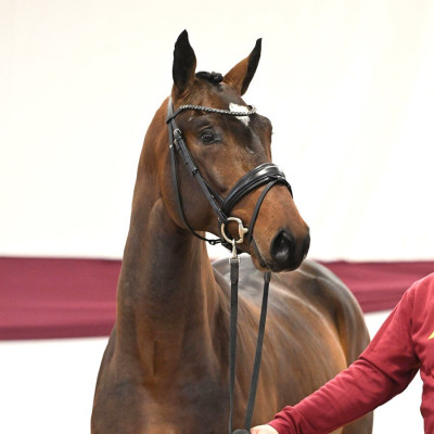 Jasper / Carolus I — Mare · 2y