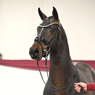 Jack Sparrow — German Sporthorse · Colt · 3y