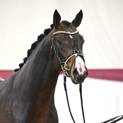 Million Dollar / Diarado — Mare · 3y