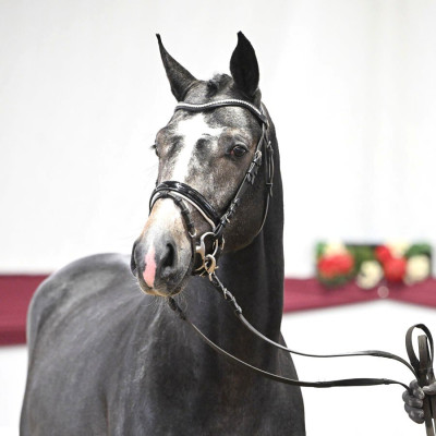 Vingino / Stolzenberg — Mare · 3y