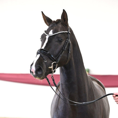 Benicio / Fürst Romancier — Mare · 2y