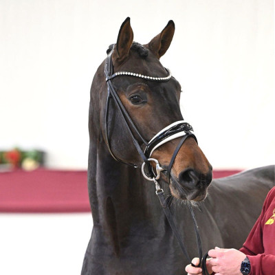 Escolar / Rubin-Royal — Mare · 2y