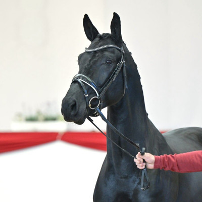 Fair Deal / Lahnstein — Mare · 3y