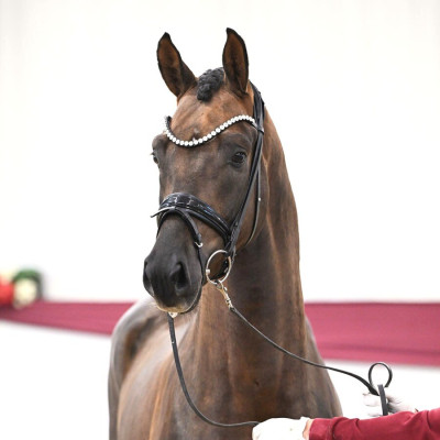 Felicius — German Sporthorse · Colt · 3y