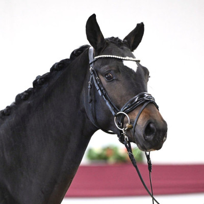 Floricello / Sir Donnerhall — Mare · 2y