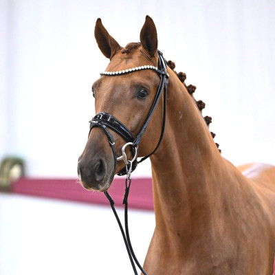 Floricello / Zack — Mare · 2y