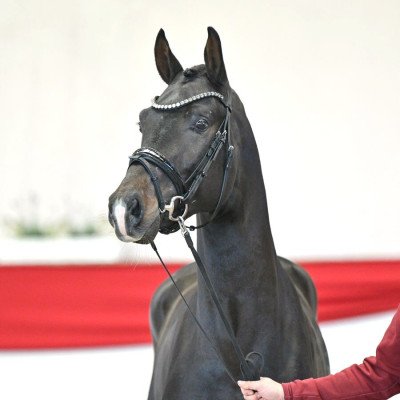 Franklin / Zoom — Mare · 3y