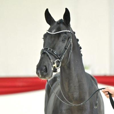 Toto Jr. / Secret — Mare · 3y