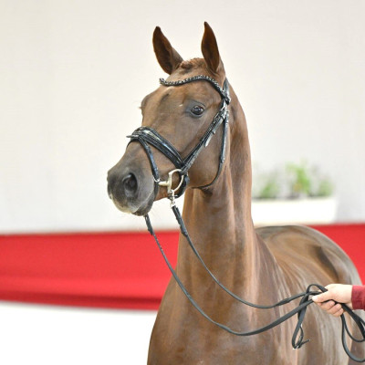 Vision / Fürst Romancier — Mare · 3y