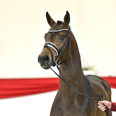 Zackerey / Lord Leopold — Mare · 2y